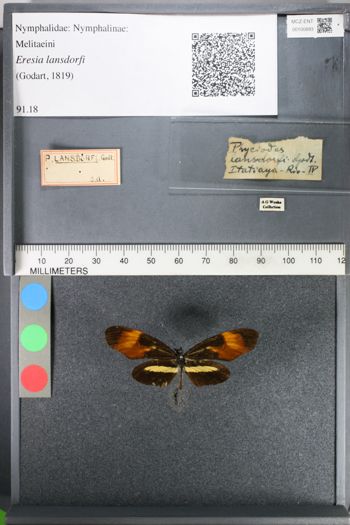 Media type: image;   Entomology 100893